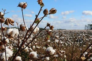 Le coton bio, cela existe !