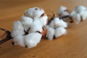Pas si bio, le coton !