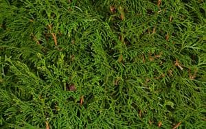 Ne laissez pas ces résidus encombrer votre jardin