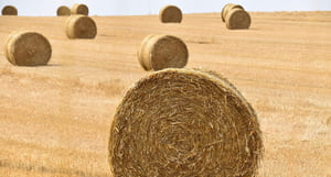 Il n'y a pas que les agriculteurs qui font leur propre paillage