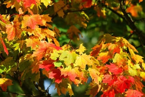 N'oubliez pas de ramasser les feuilles mortes à l'automne