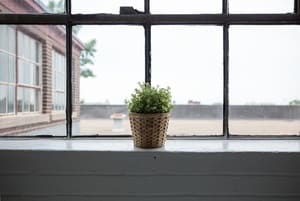 Un peu de verdure pour une maison plus saine